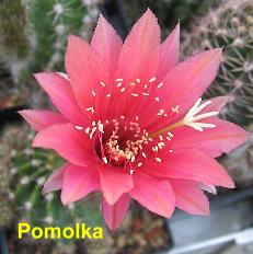 EP-H. Pomalka.4.1.jpg 